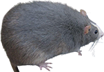 :fatrat: